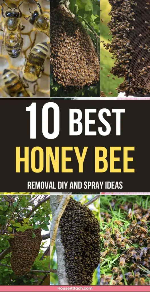 honey bee removal DIY and Spray ideas
