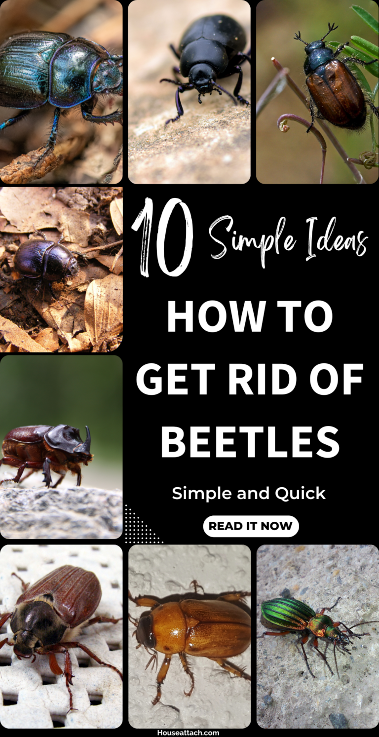 How to Get Rid of Beetles from Your Home and Garden