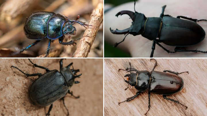 how to get rid of beetles