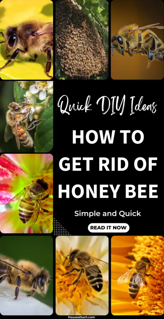 how to get rid of honey bee