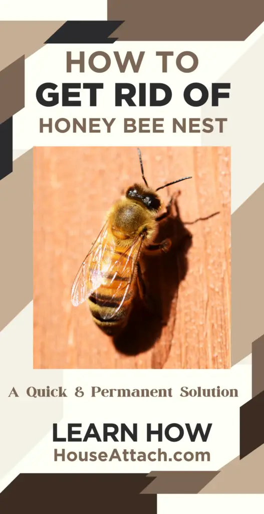 how to get rid of honey bee nest