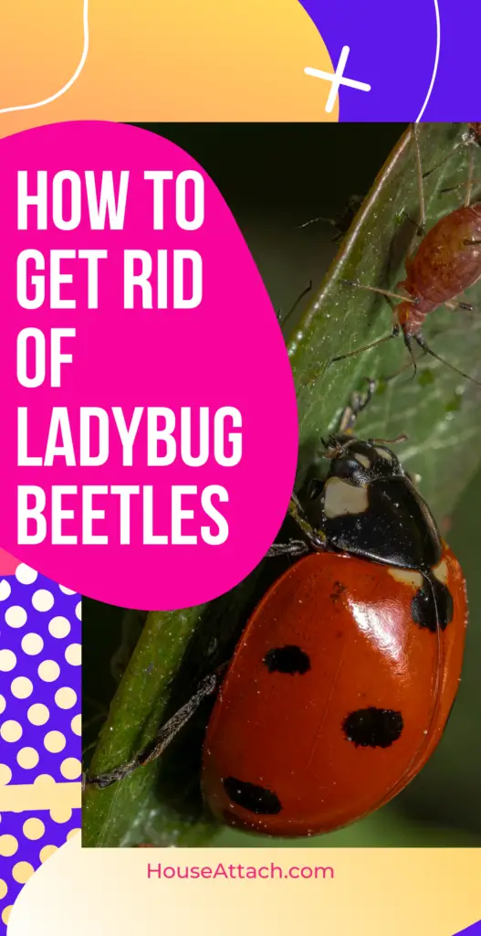 how to get rid of ladybug beetles