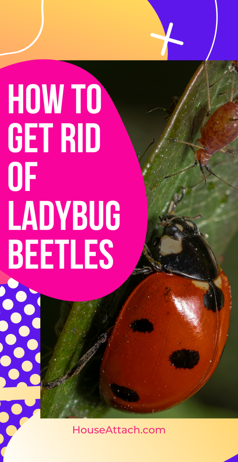 How to Get Rid of Ladybugs from Your Home and Garden