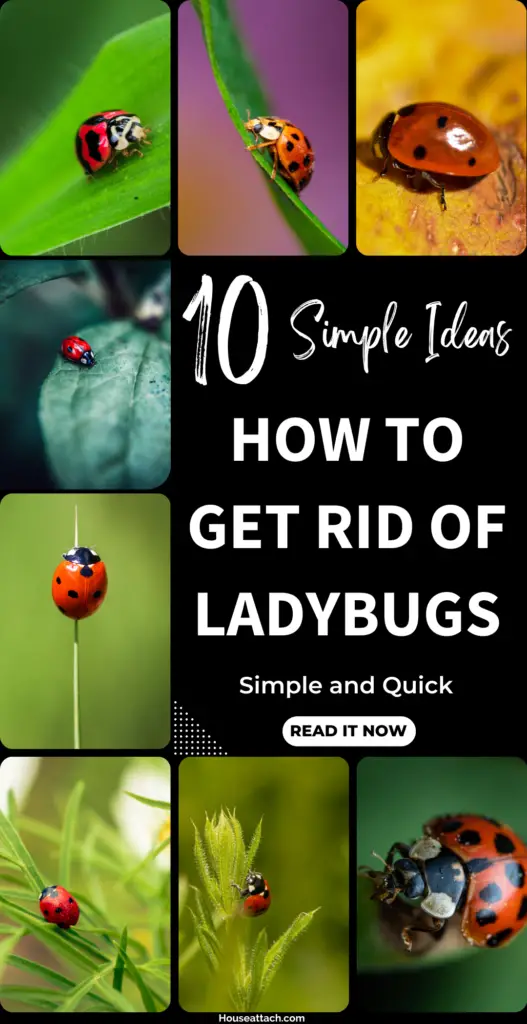 how to get rid of ladybugs