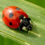 how to get rid of ladybugs in the house