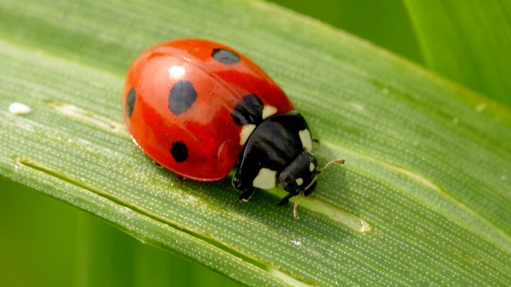 how to get rid of ladybugs in the house