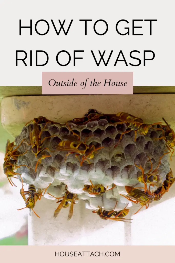 how to get rid of wasp outside house