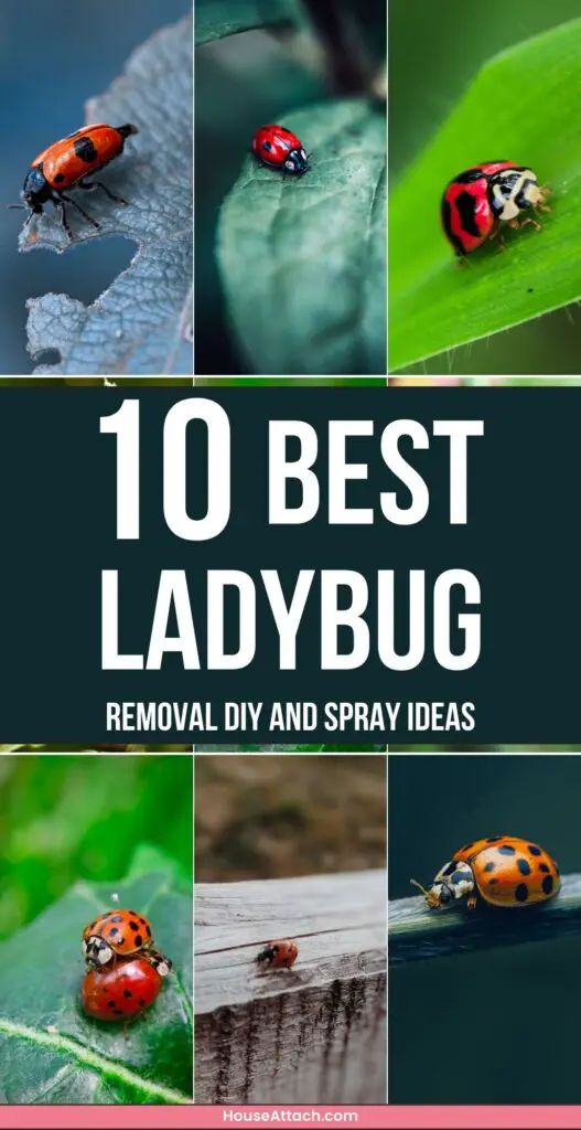 ladybug removal DIY and Spray ideas