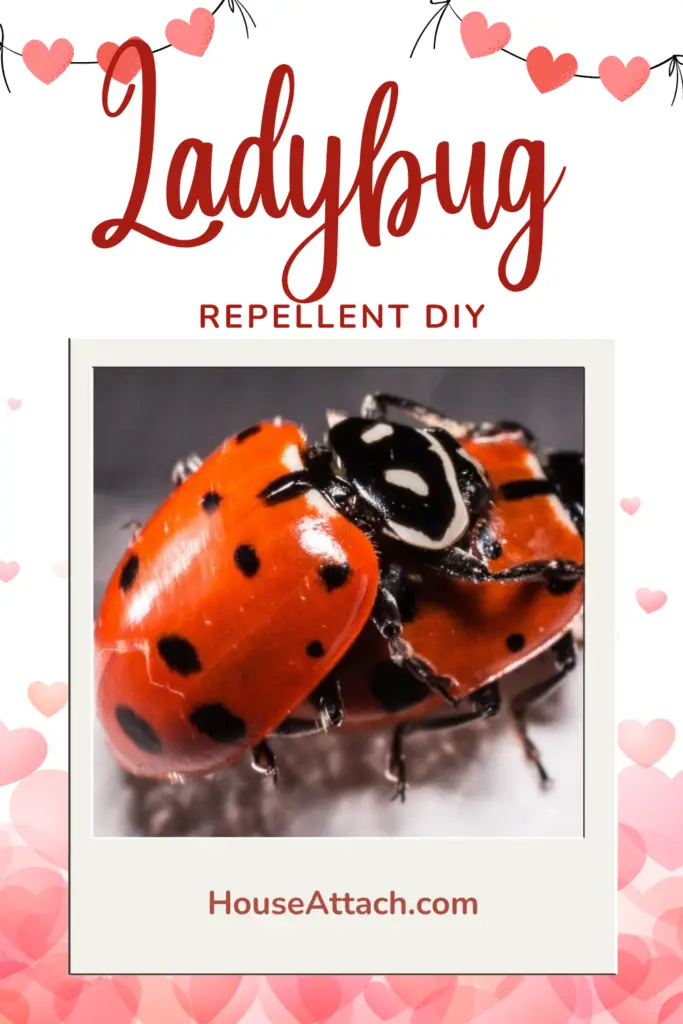 ladybug repellent diy