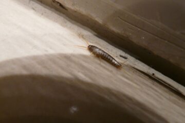 silverfish