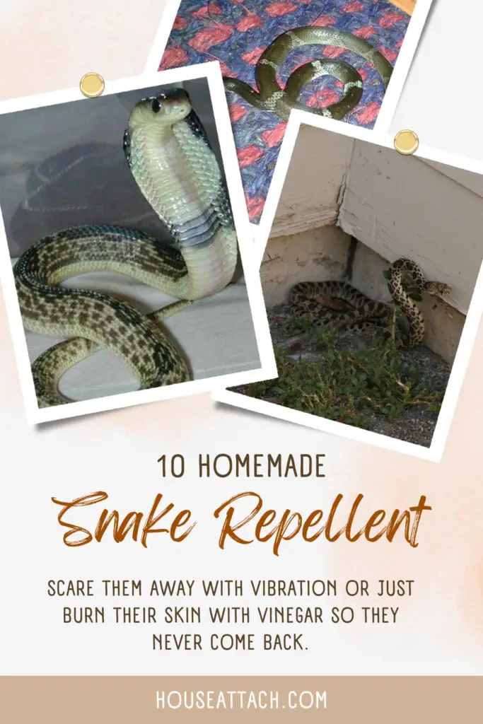 snake repellent essential oils