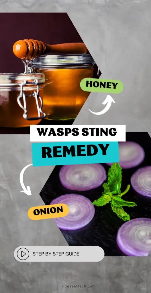 wasp sting remedy