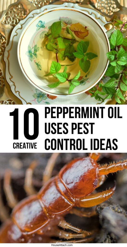 peppermint uses pest control