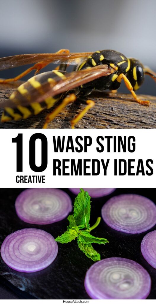 wasp sting remedy ideas