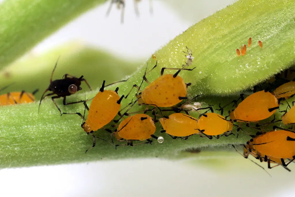 1024px Sa aphid colony highres dustfree