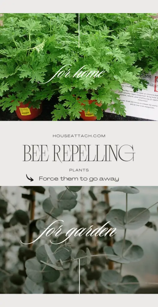 Bee repelling plants