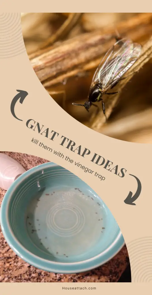 Gnat trap ideas