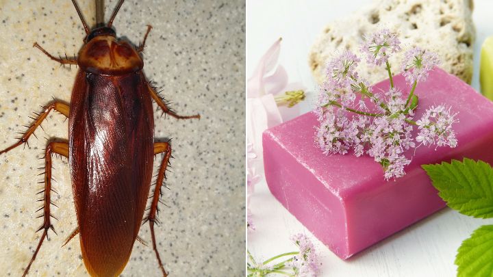 Homemade Cockroach Killer Spray ideas
