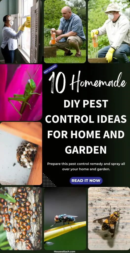 Homemade DIY Pest control ideas for home and garden