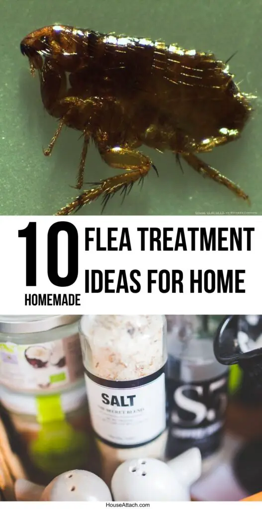Homemade Flea Treatment for Home 1