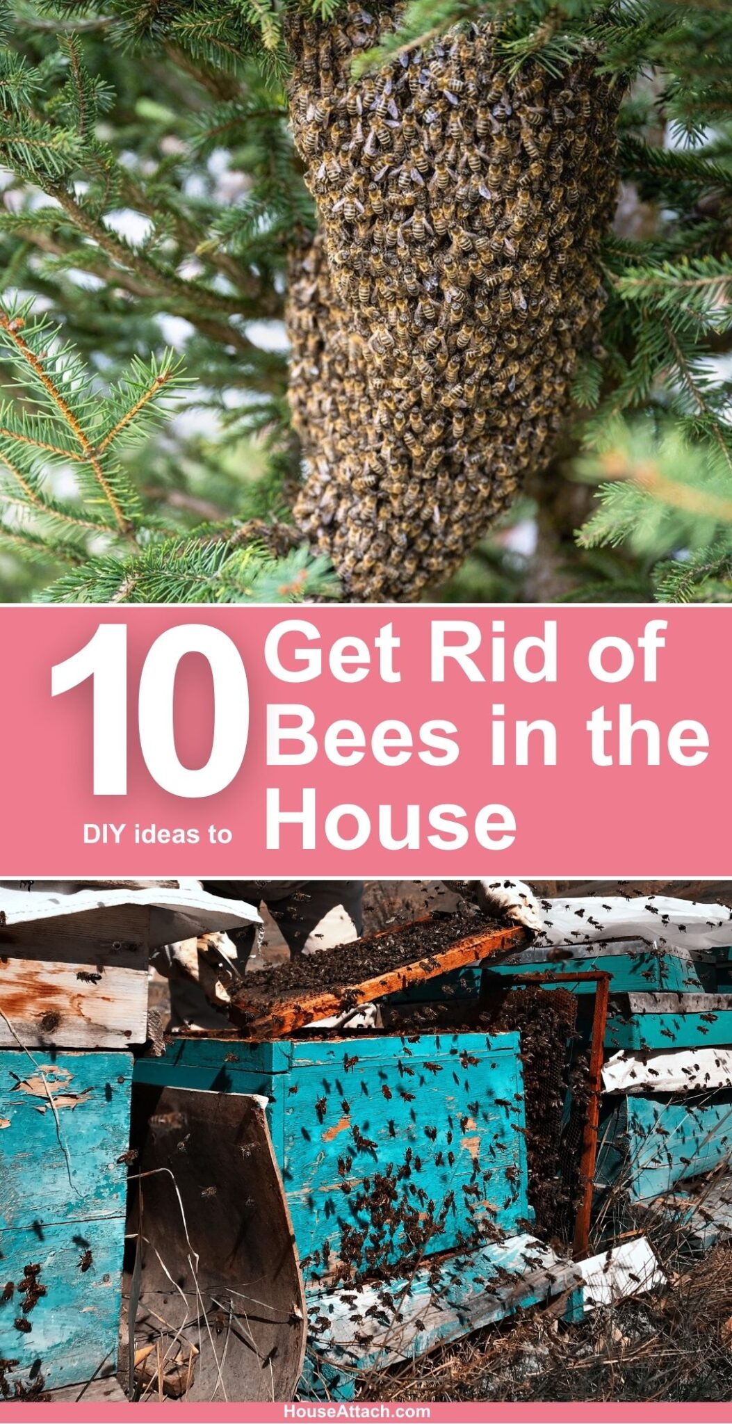 How to Get Rid of Bees in the House, Tree, and on the Ground