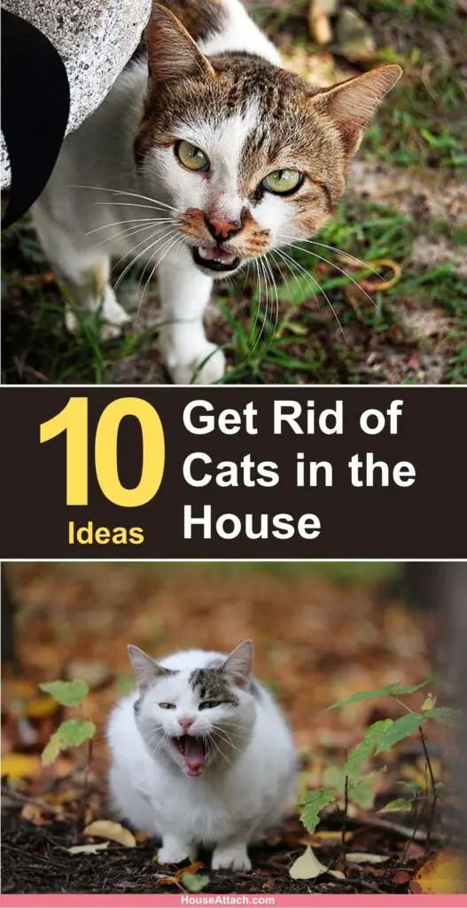 How to Get Rid of Cats in the House