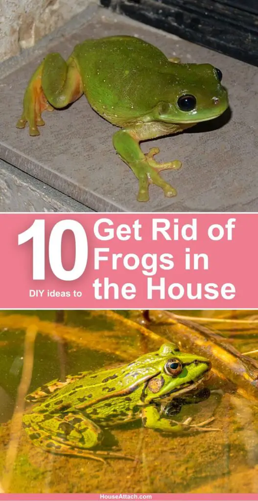How to Get Rid of Frogs in the House