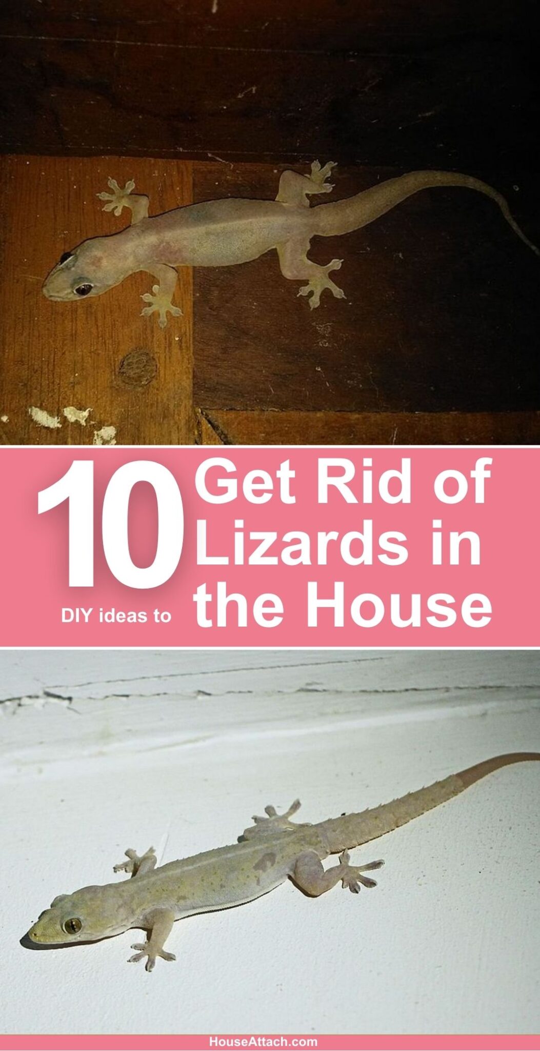 How To Get Rid Of Lizards From The House 7753