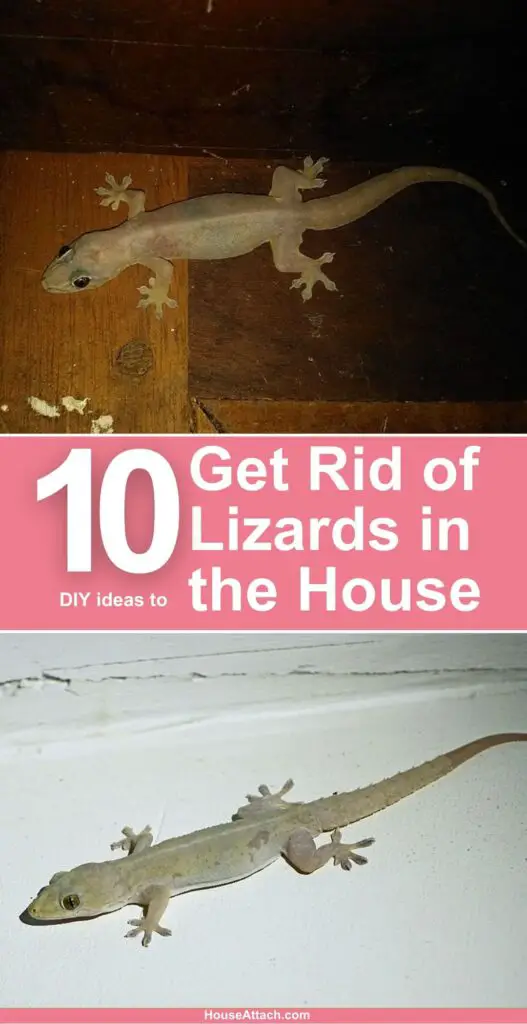 How to Get Rid of Lizards in the House