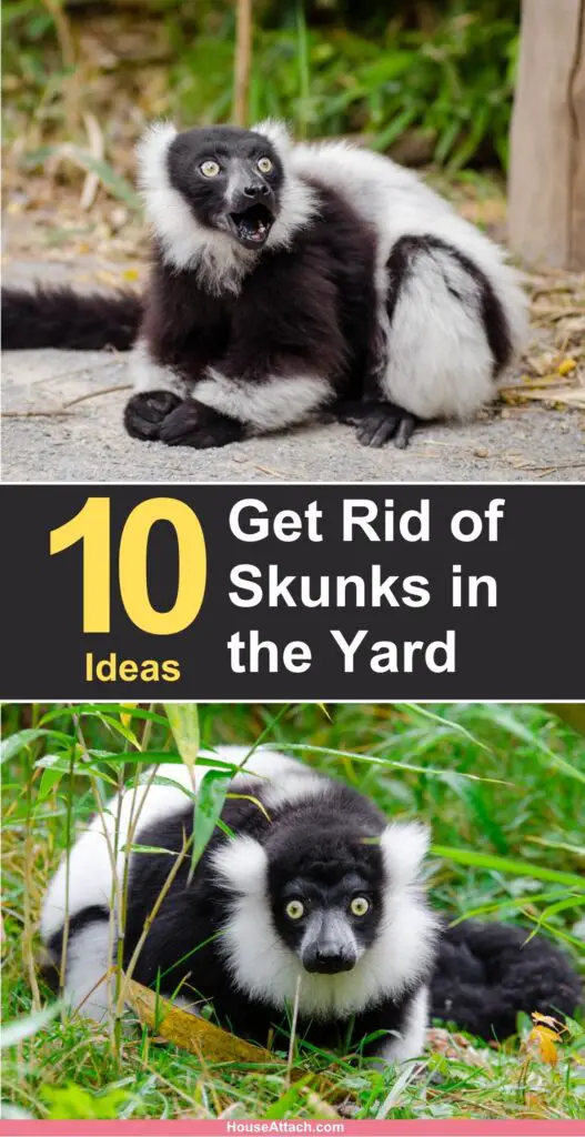 How to Get Rid of Skunks in the Yard