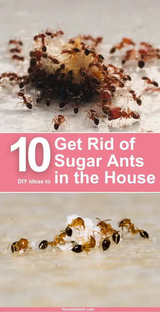 How to Get Rid of Sugar Ants