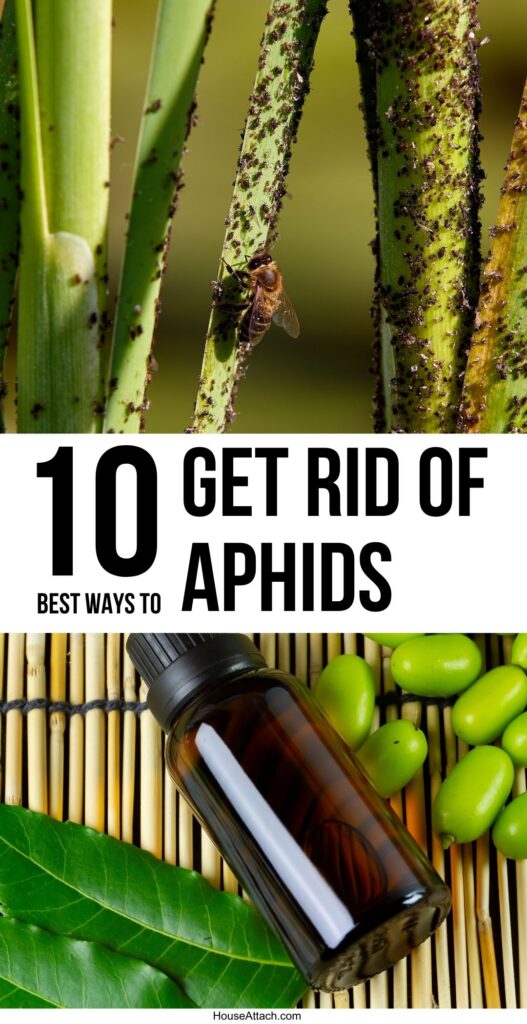 How to get rid of Aphid 1