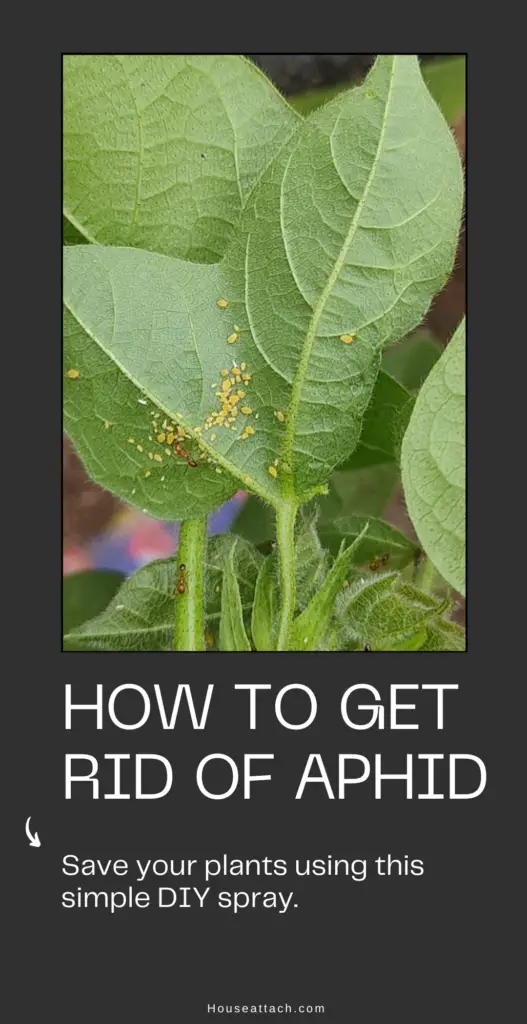 How to get rid of Aphid