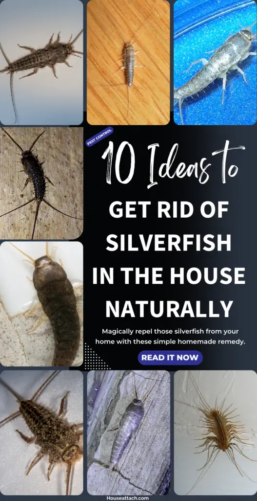 How to get rid of Silverfish in the house naturally