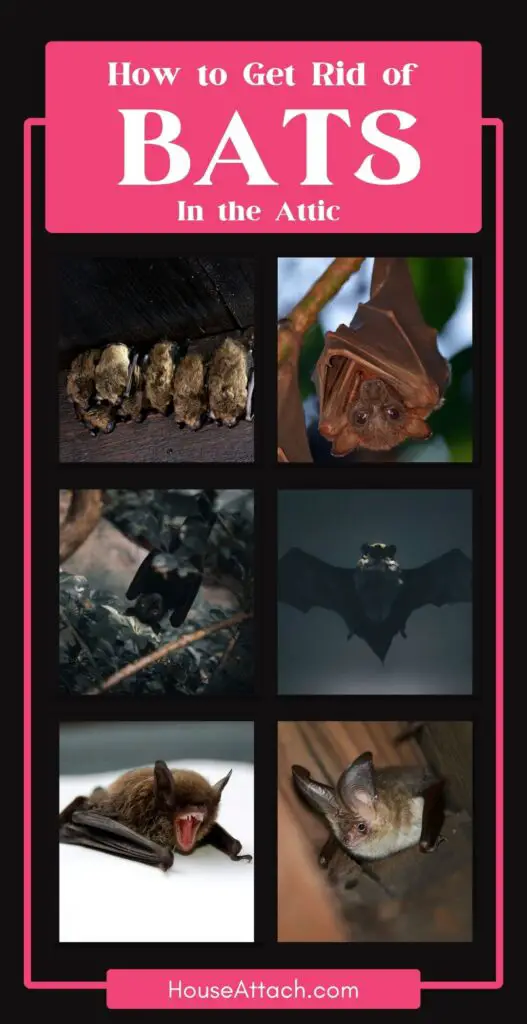 How to get rid of bats in the attic