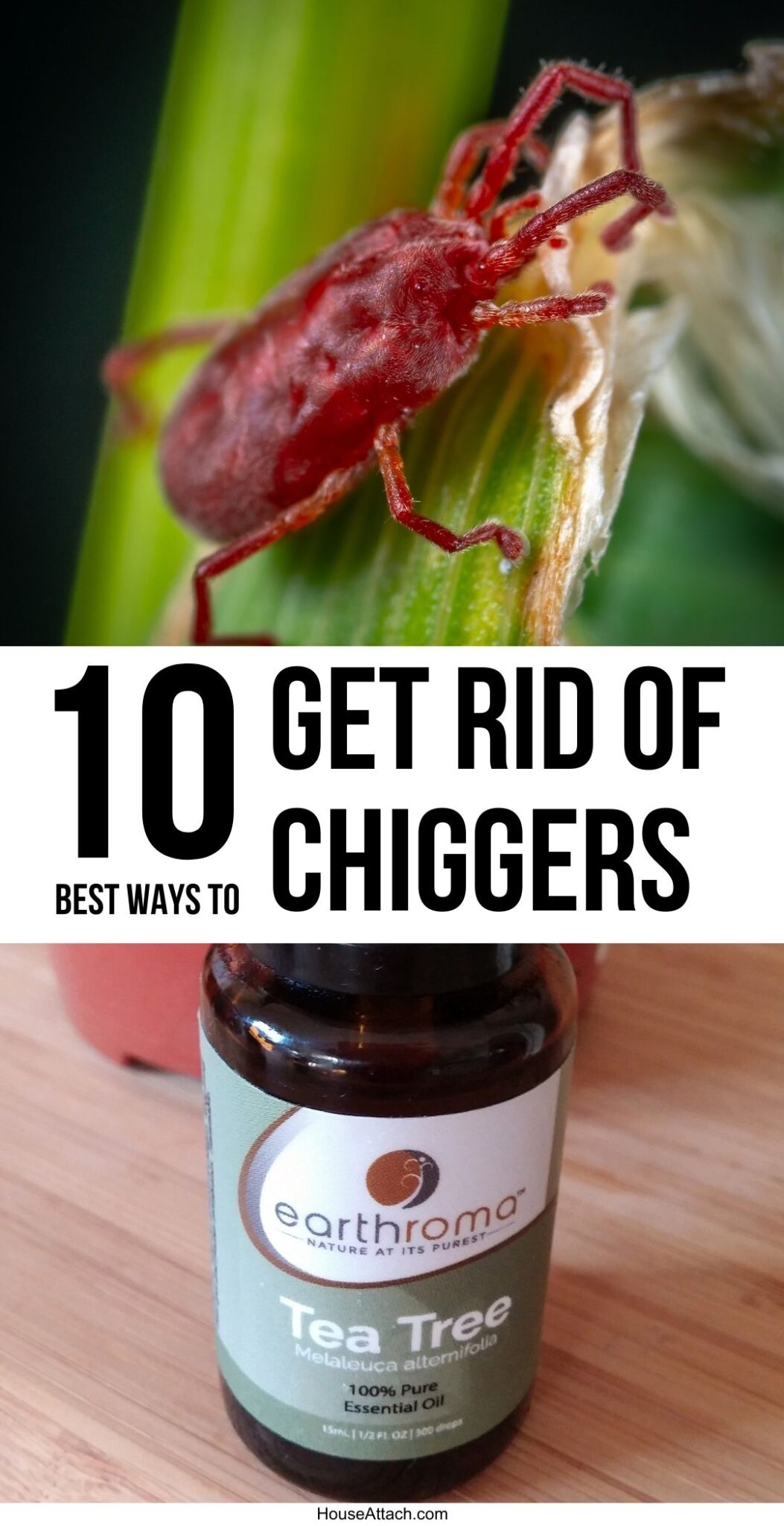 How to Get Rid of Chiggers