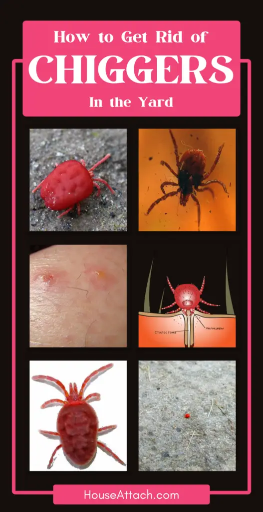 How to get rid of chiggers in the yard