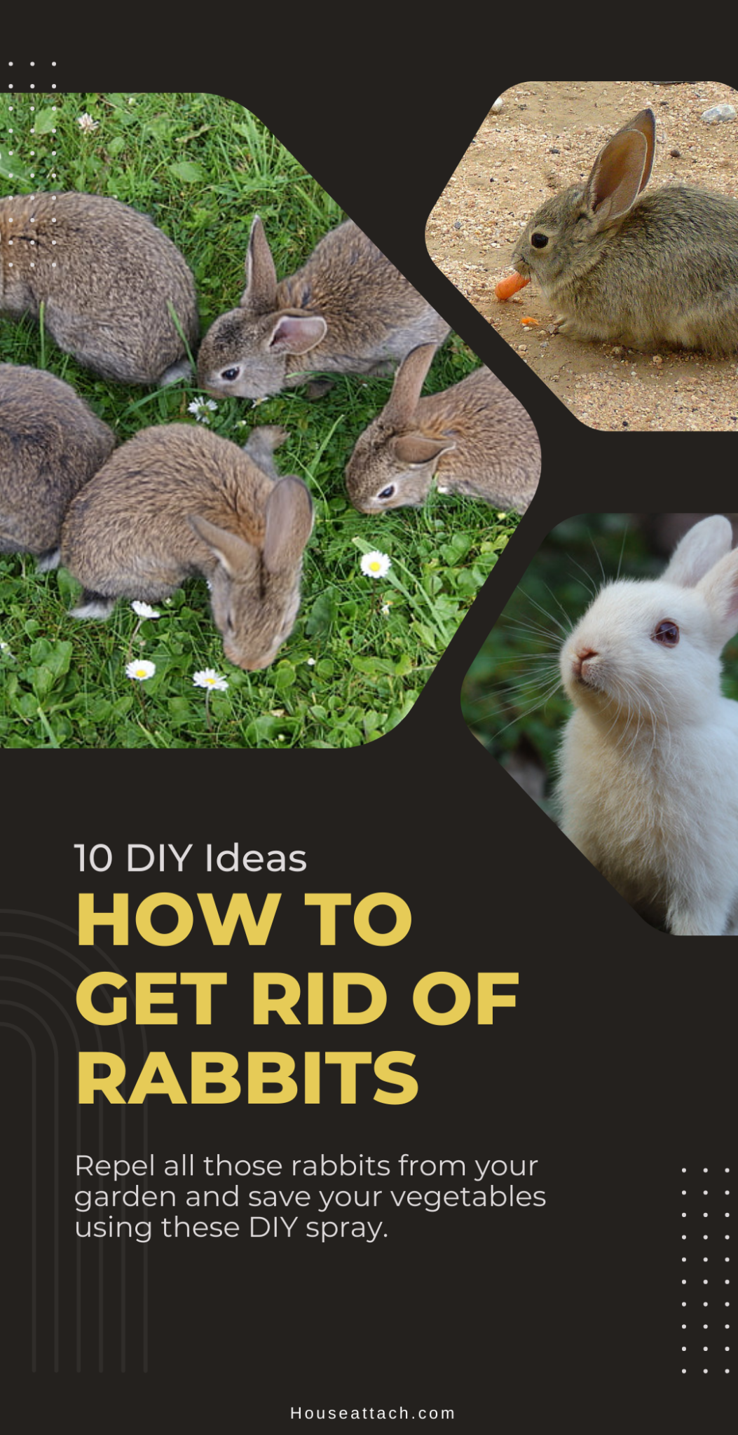 How to Get Rid of Rabbits from Your Garden