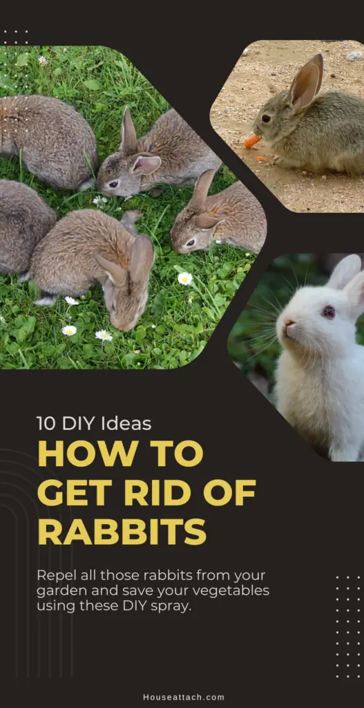 How to get rid of rabbits