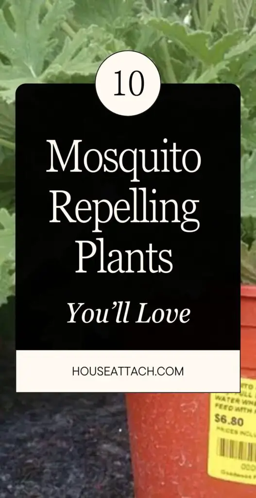 Mosquito Repelling Plants
