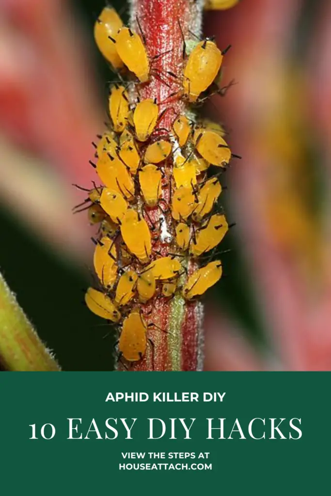 aphid killer diy