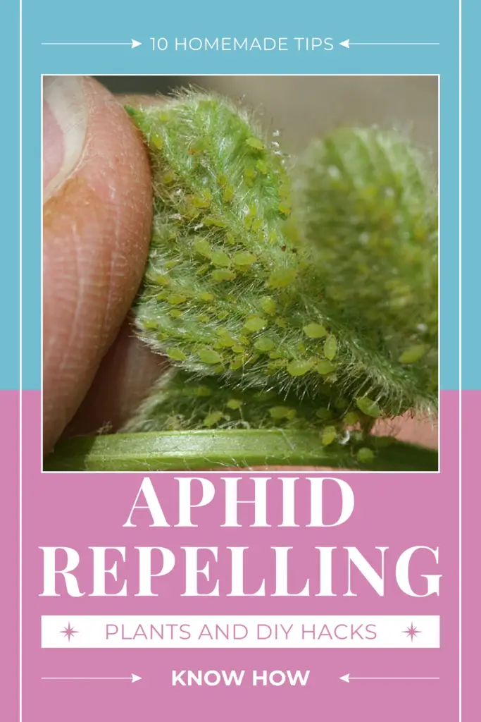 aphid repelling plants