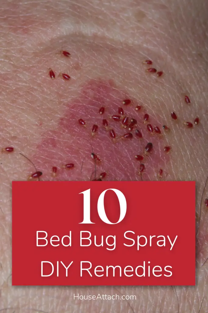 bed bug spray DIY