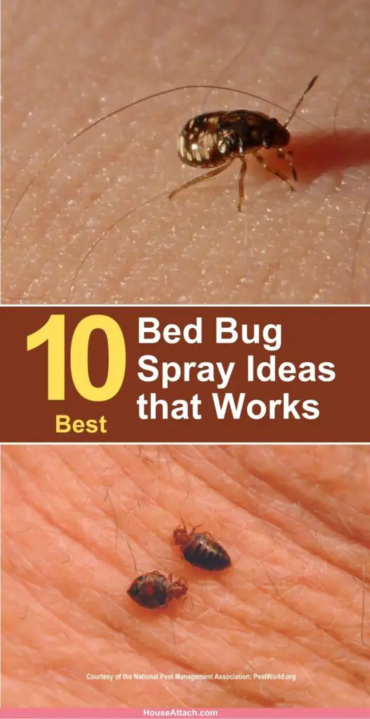 bed bug spray ideas 1