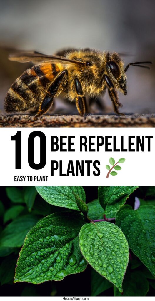bee repellent plants 1