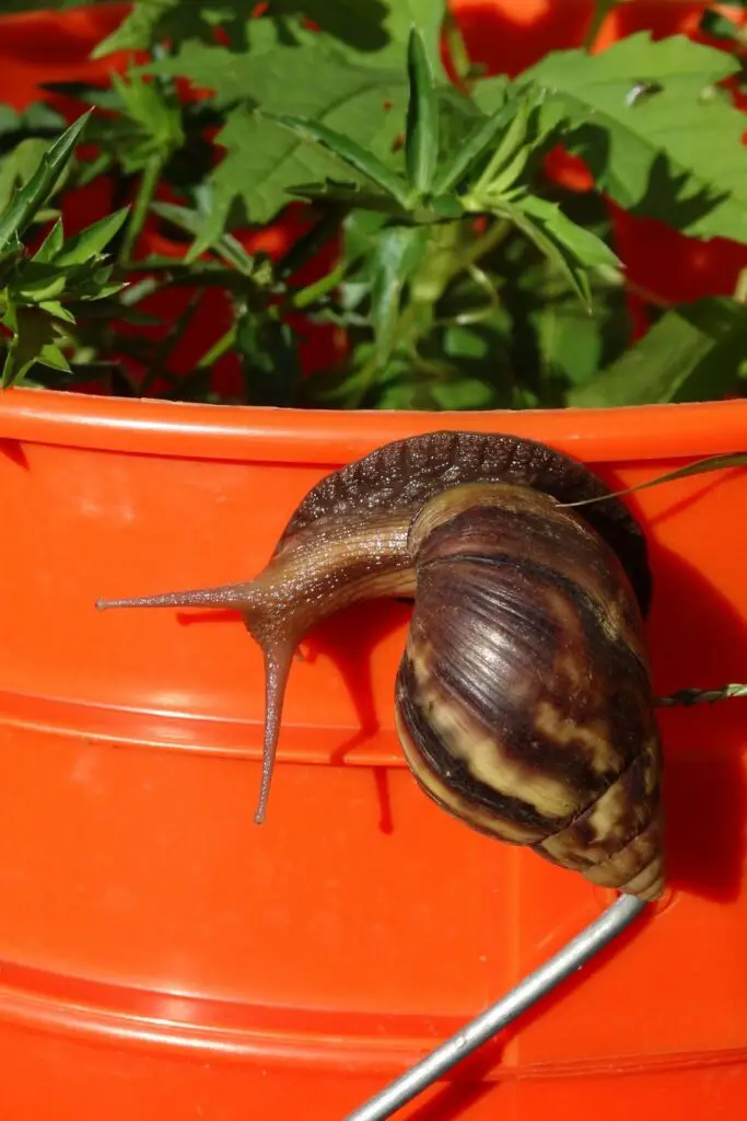 big snail on patio