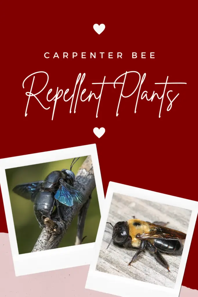 carpenter bee repellent plants 1