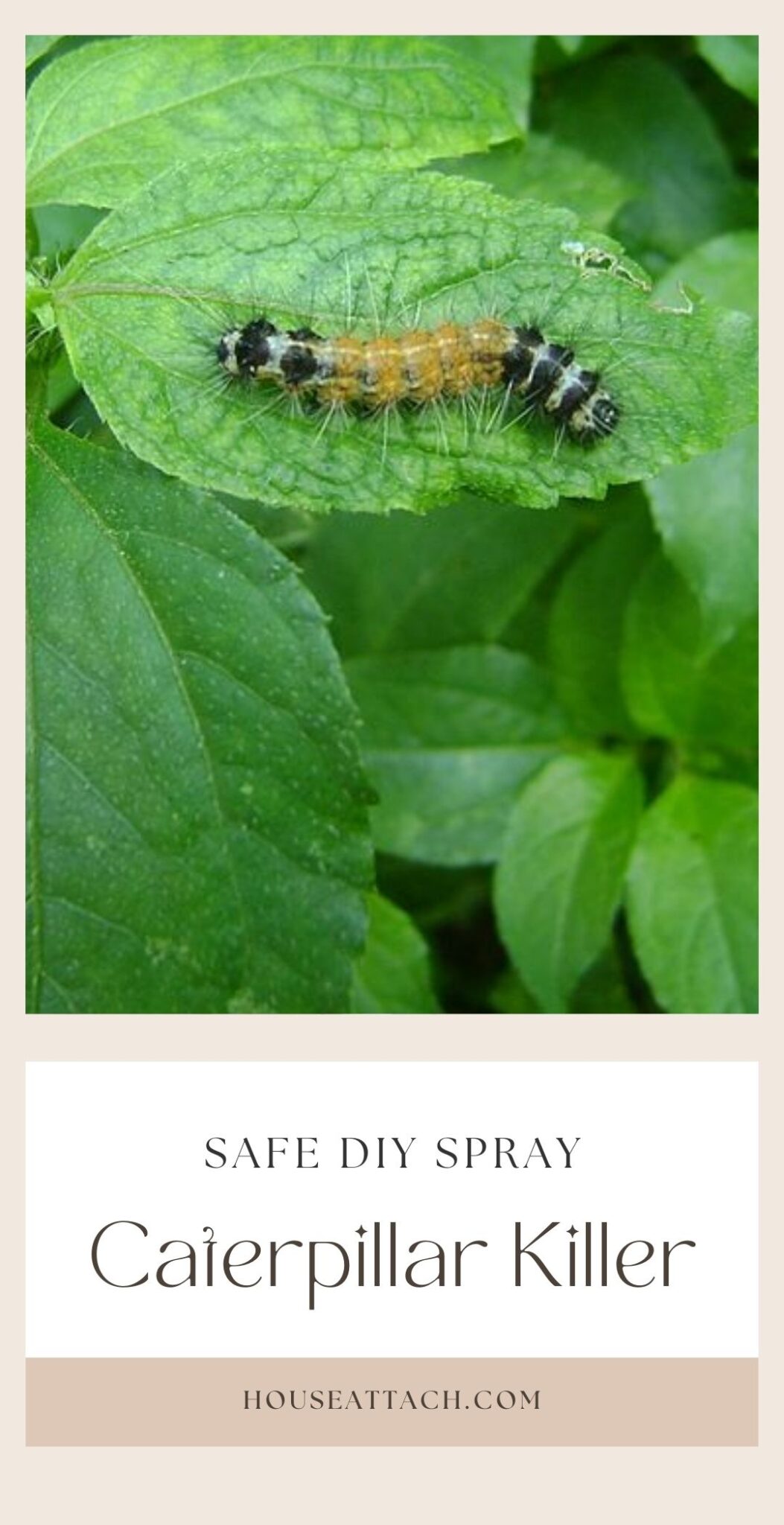 How to Get Rid of Caterpillars from Your Garden