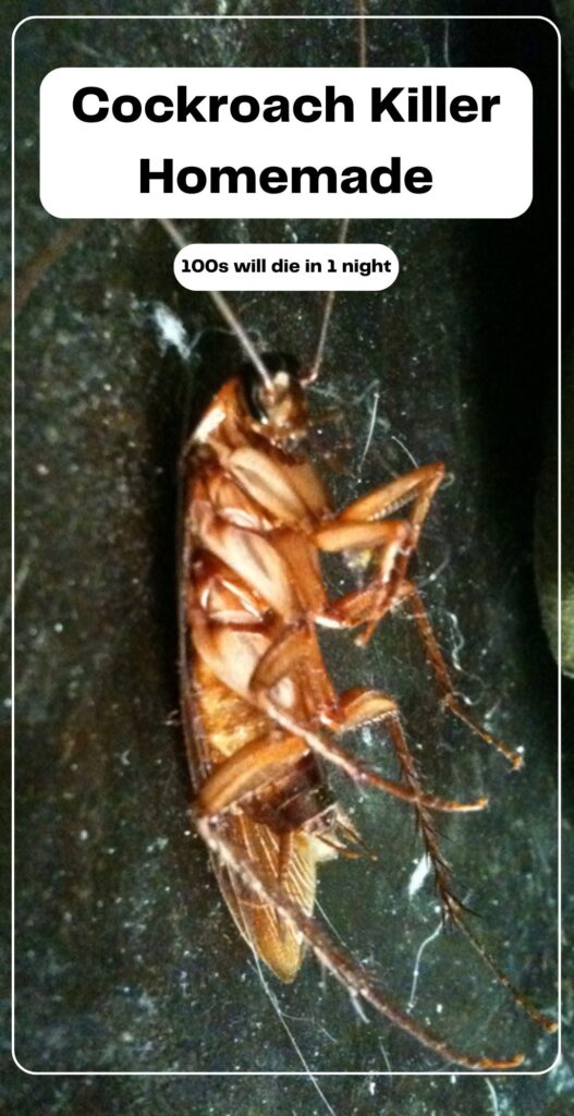 cockroach killer homemade