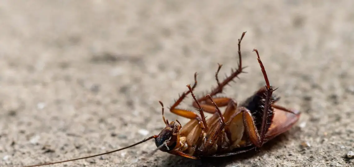 dead cockroach 1